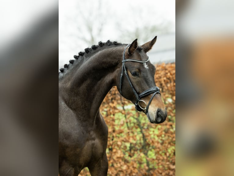 Belgijski koń gorącokrwisty Wałach 7 lat 178 cm in Ulvenhout