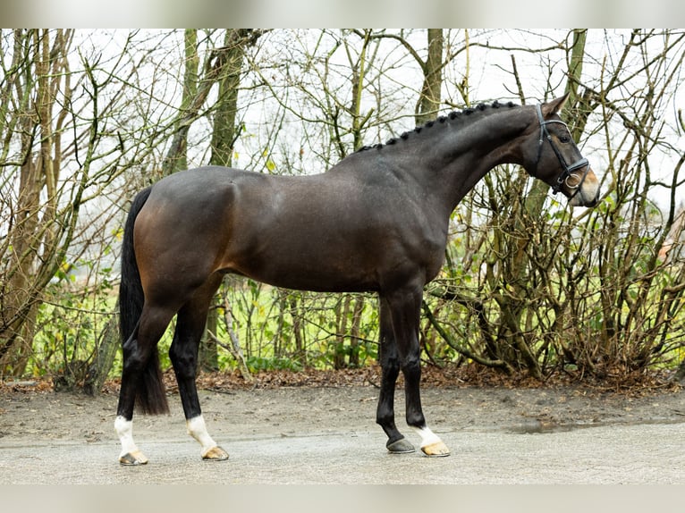 Belgijski koń gorącokrwisty Wałach 7 lat 178 cm in Ulvenhout