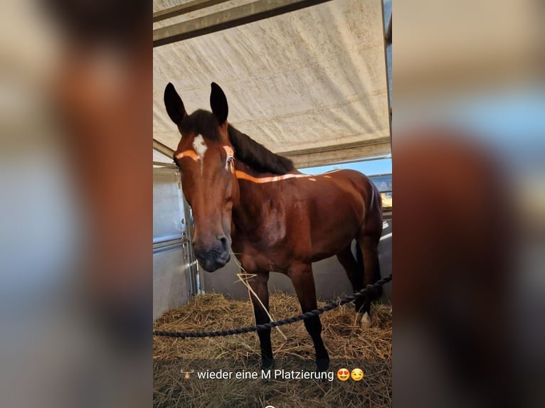 Belgijski koń gorącokrwisty Wałach 7 lat 180 cm Gniada in Wierden