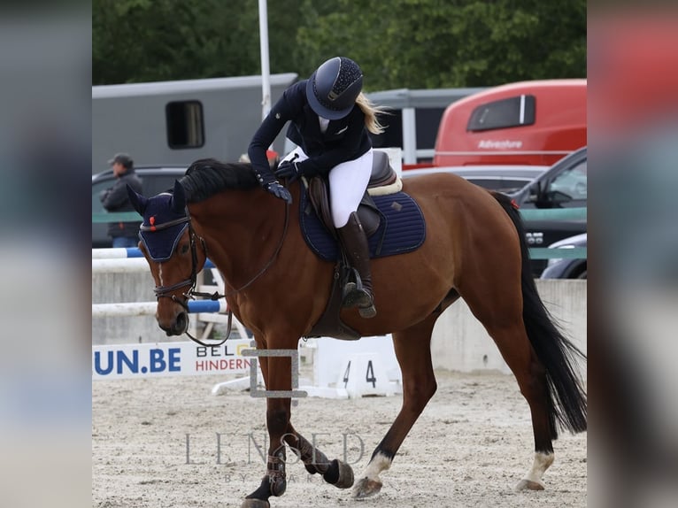 Belgijski koń gorącokrwisty Wałach 8 lat 164 cm Gniada in Horebeke