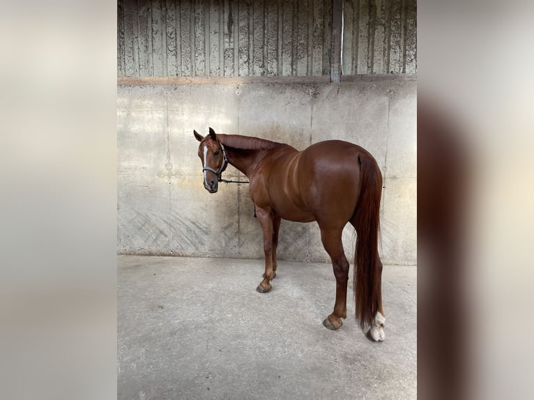 Belgijski koń gorącokrwisty Wałach 8 lat 165 cm Kasztanowata in Hohenahr