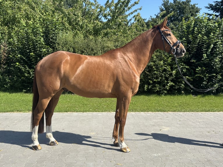 Belgijski koń gorącokrwisty Wałach 8 lat 165 cm Kasztanowata in Lehrte