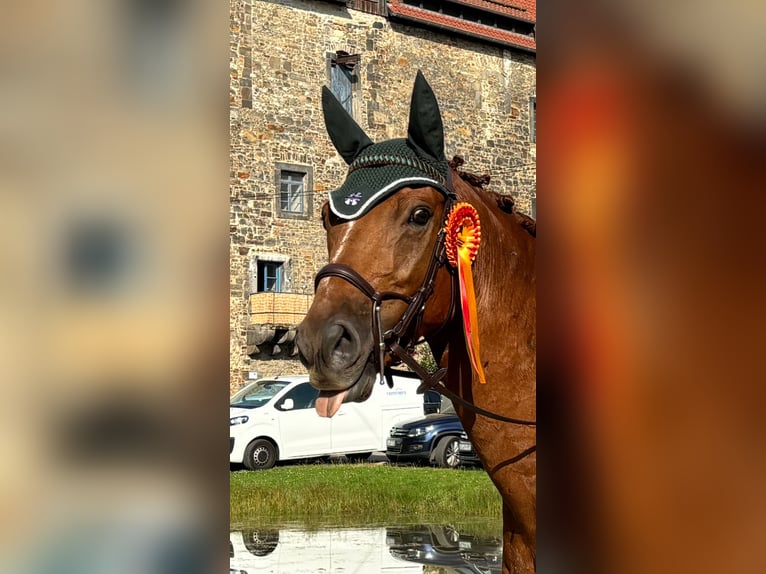 Belgijski koń gorącokrwisty Wałach 8 lat 165 cm Kasztanowata in Lehrte
