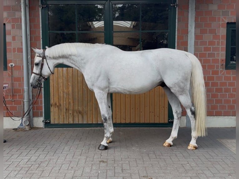 Belgijski koń gorącokrwisty Wałach 8 lat 175 cm Siwa in Diepholz