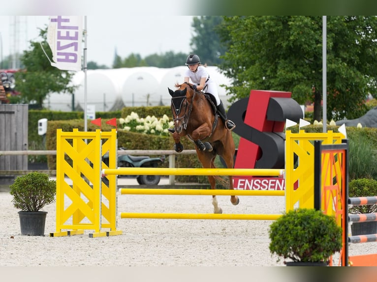 Belgijski koń gorącokrwisty Wałach 8 lat 180 cm Kasztanowata in Lokeren