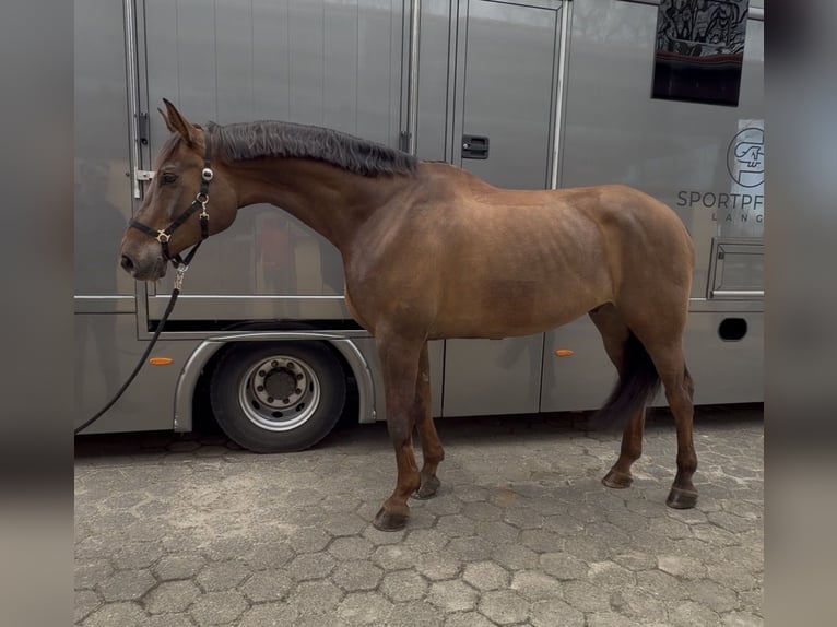 Belgijski koń gorącokrwisty Wałach 8 lat 188 cm Ciemnokasztanowata in Salzhausen