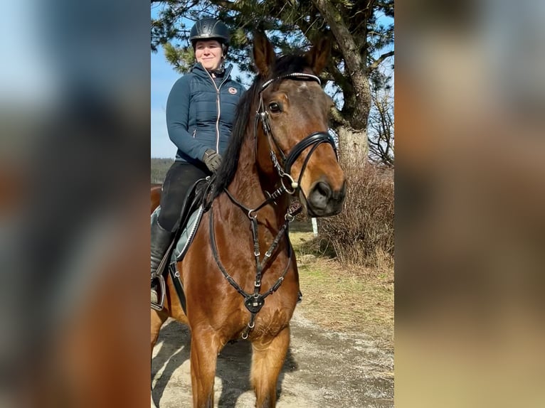Belgijski koń gorącokrwisty Wałach 9 lat 166 cm Gniada in Pelmberg