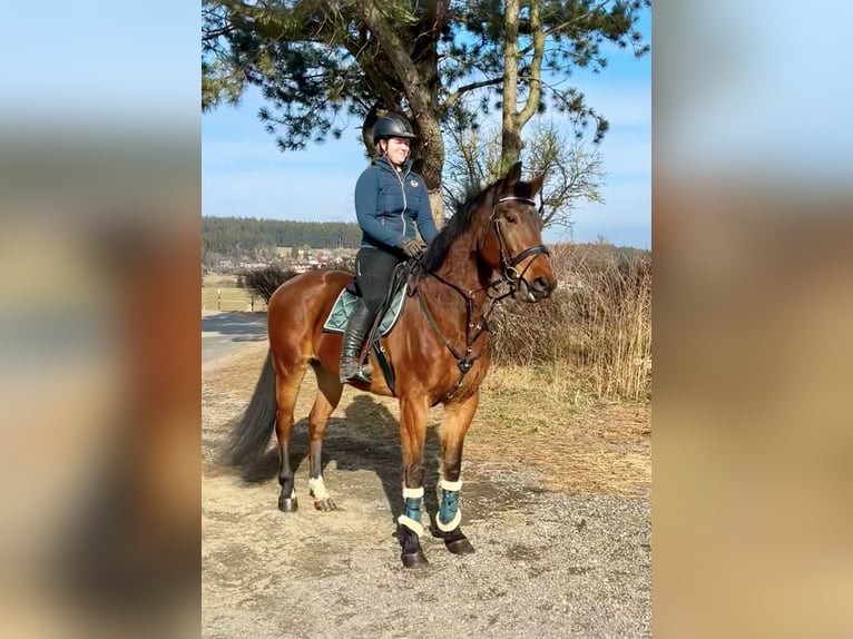 Belgijski koń gorącokrwisty Wałach 9 lat 166 cm Gniada in Pelmberg