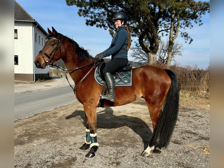 Belgijski koń gorącokrwisty Wałach 9 lat 166 cm Gniada in Pelmberg