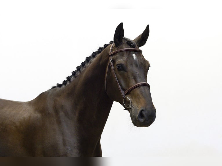 Belgijski koń gorącokrwisty Wałach 9 lat 167 cm Ciemnogniada in Waddinxveen