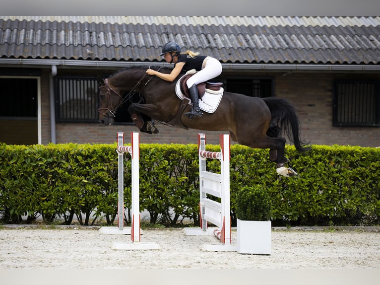 Belgijski koń gorącokrwisty Wałach 9 lat 167 cm Ciemnogniada in Waddinxveen