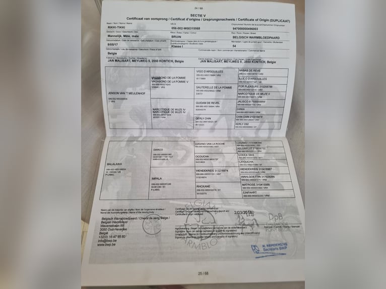 Belgijski koń gorącokrwisty Wałach 9 lat 168 cm Gniada in Rechnitz