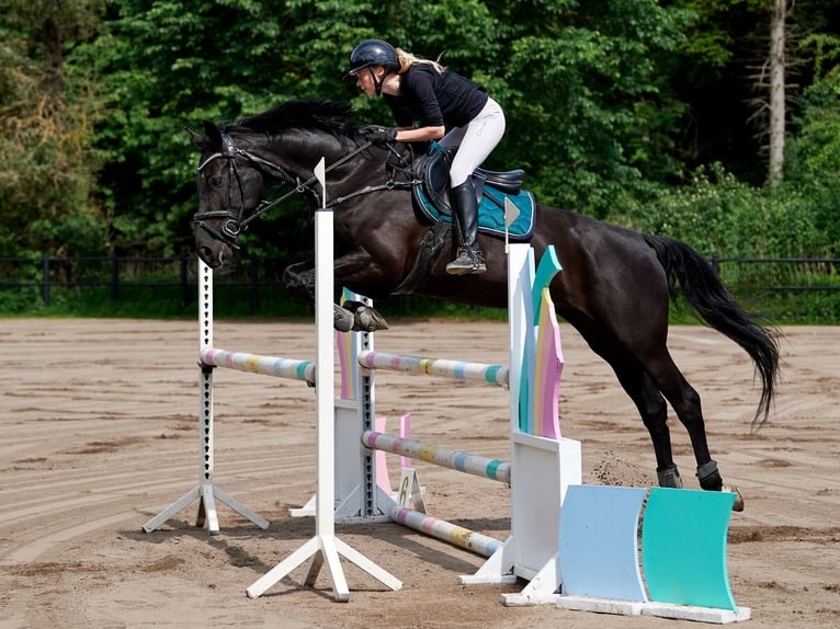 Belgijski koń gorącokrwisty Wałach 9 lat 168 cm Kara in Rødovre