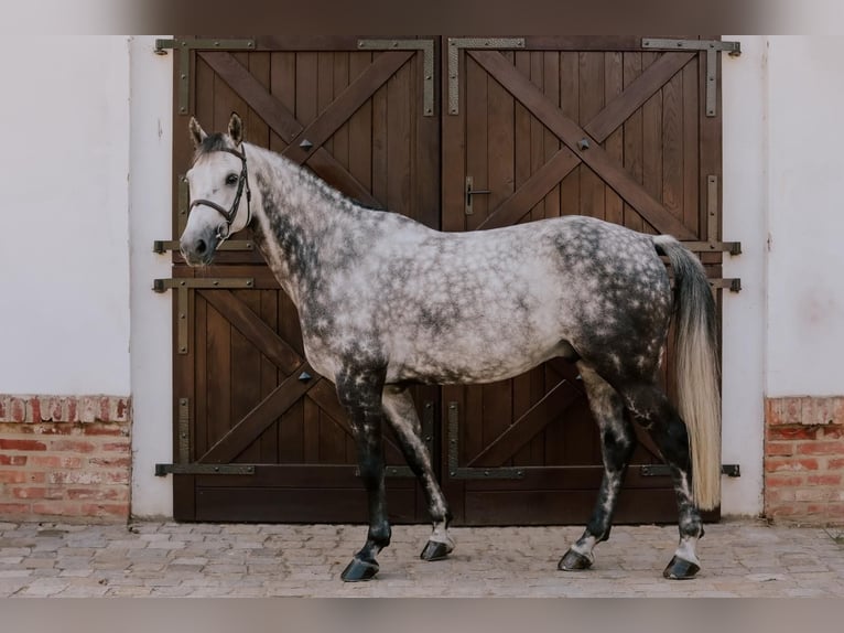 Belgijski koń gorącokrwisty Wałach 9 lat 168 cm Siwa in K&#xF3;rnik