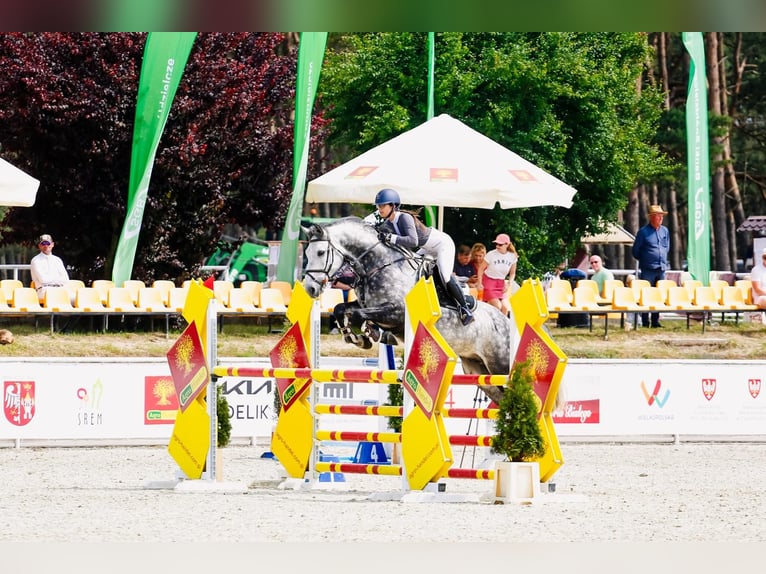 Belgijski koń gorącokrwisty Wałach 9 lat 168 cm Siwa in K&#xF3;rnik