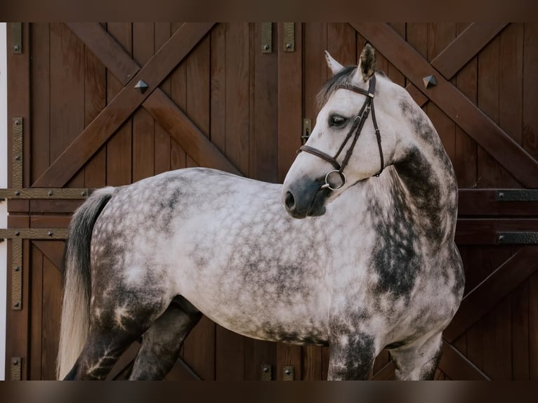 Belgijski koń gorącokrwisty Wałach 9 lat 168 cm Siwa in K&#xF3;rnik