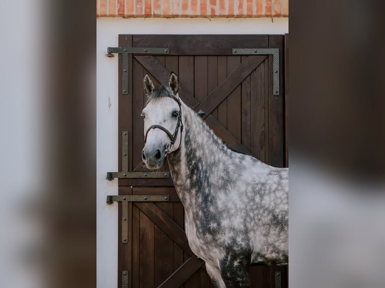 Belgijski koń gorącokrwisty Wałach 9 lat 168 cm Siwa in K&#xF3;rnik