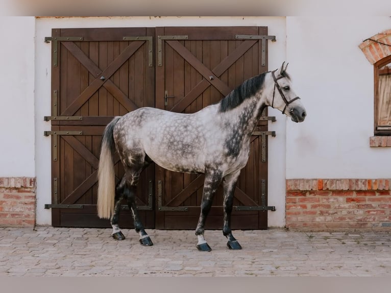 Belgijski koń gorącokrwisty Wałach 9 lat 168 cm Siwa in K&#xF3;rnik