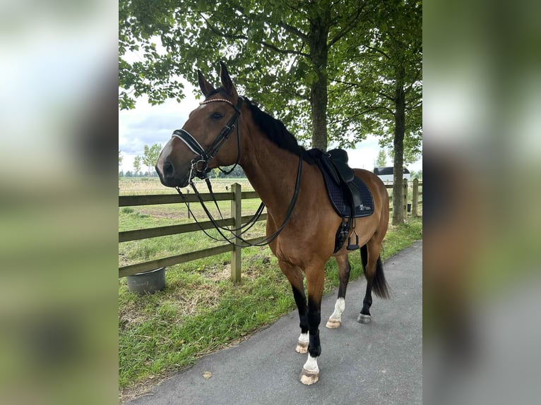 Belgijski koń gorącokrwisty Wałach 9 lat 172 cm Gniada in Daknam