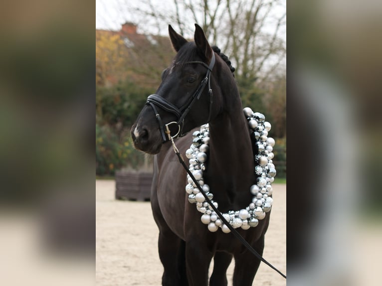 Belgijski koń gorącokrwisty Wałach 9 lat 177 cm Skarogniada in Bedburg