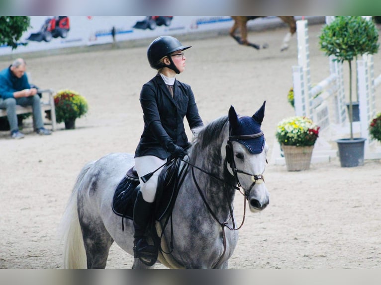 Belgijski koń gorącokrwisty Wałach 10 lat 160 cm Siwa jabłkowita in Sterrebeek