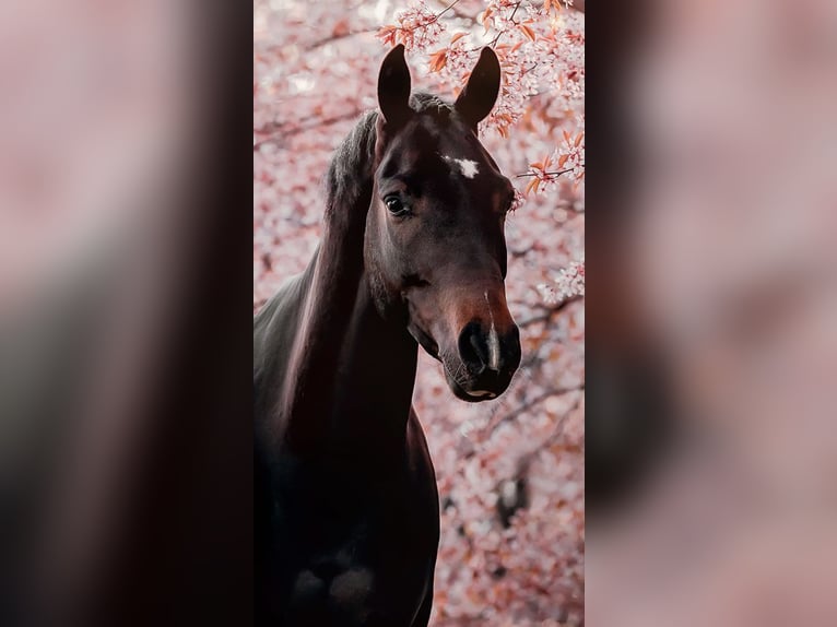 Belgijski koń gorącokrwisty Wałach 10 lat 165 cm Ciemnogniada in Reuver