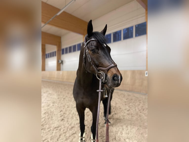 Belgijski koń gorącokrwisty Wałach 10 lat 165 cm Ciemnogniada in Reuver