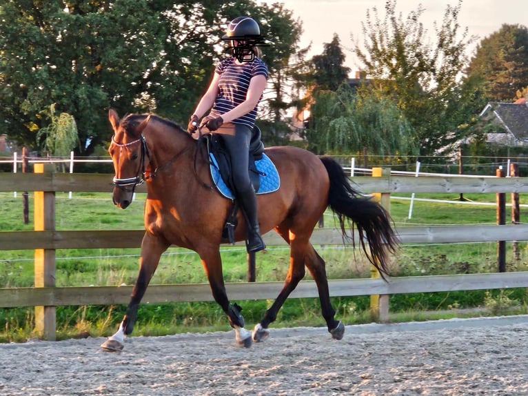 Belgijski koń gorącokrwisty Wałach 10 lat 165 cm in Westerlo