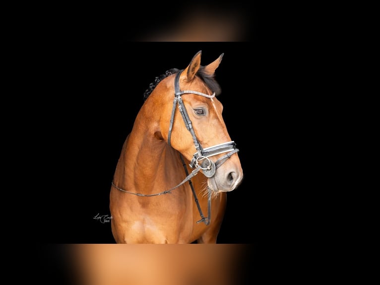 Belgijski koń gorącokrwisty Wałach 10 lat 165 cm in Westerlo