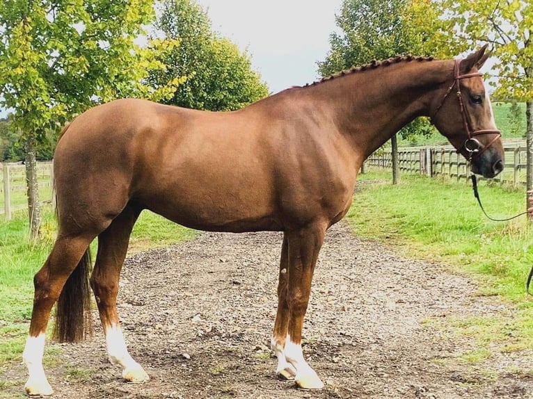 Belgijski koń gorącokrwisty Wałach 10 lat 166 cm Ciemnokasztanowata in Doncaster