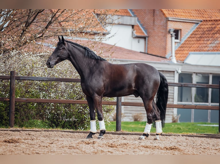 Belgijski koń gorącokrwisty Wałach 10 lat 180 cm Kara in Waremme