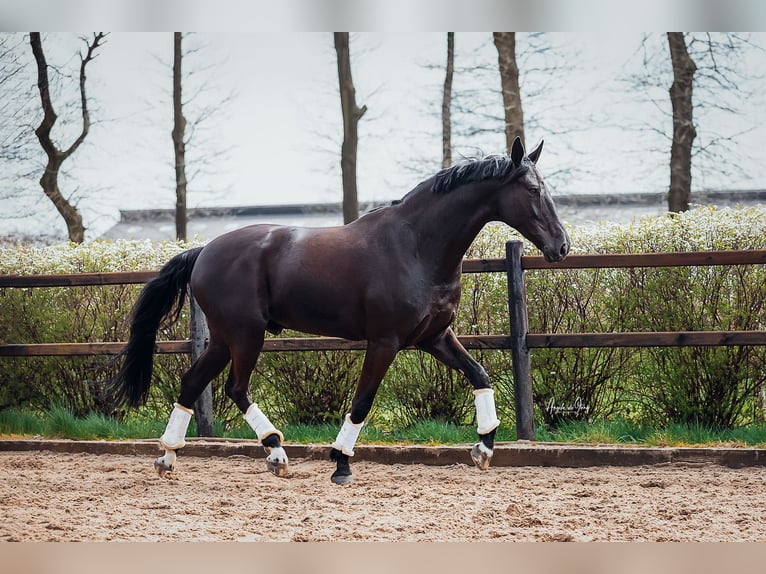 Belgijski koń gorącokrwisty Wałach 10 lat 180 cm Kara in Waremme