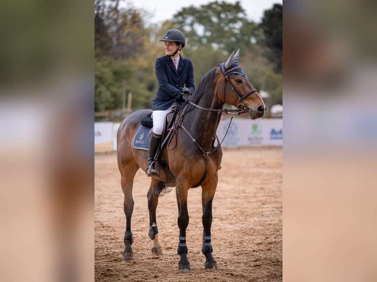 Belgijski koń gorącokrwisty Wałach 11 lat 167 cm Gniada in Tiefenthal