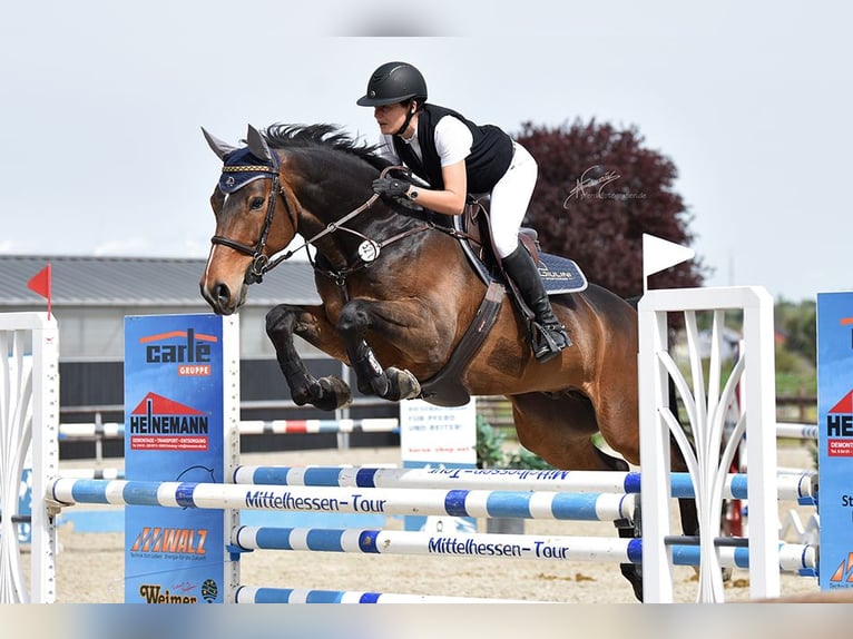 Belgijski koń gorącokrwisty Wałach 11 lat 167 cm Gniada in Tiefenthal