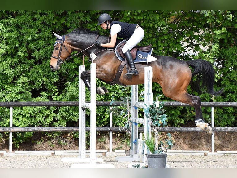 Belgijski koń gorącokrwisty Wałach 11 lat 167 cm Gniada in Tiefenthal