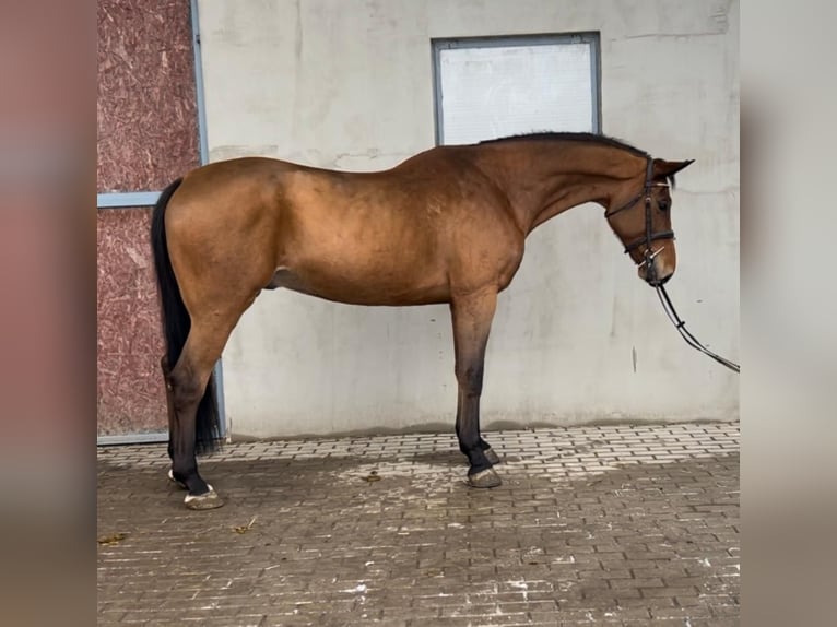 Belgijski koń gorącokrwisty Wałach 11 lat 168 cm Gniada in WijchGROTE-BROGELmaal