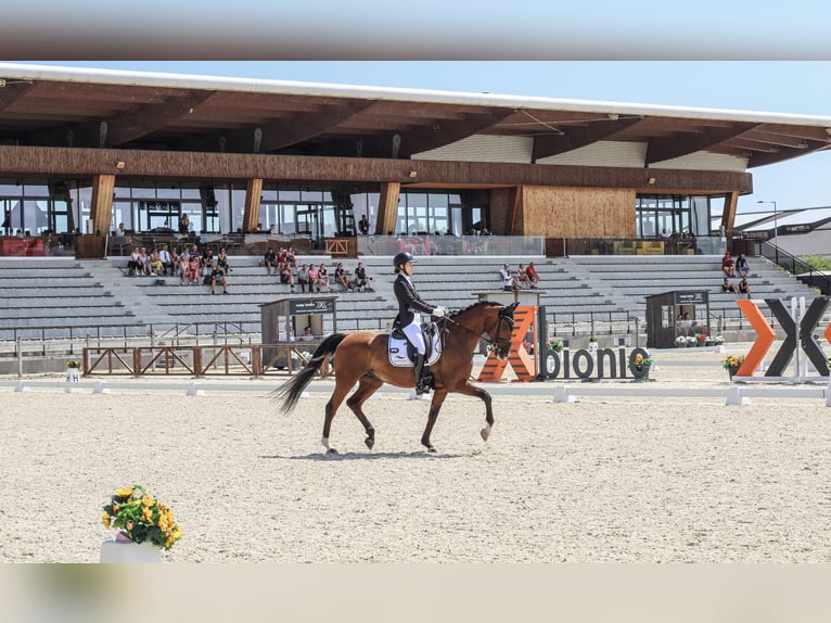 Belgijski koń gorącokrwisty Wałach 11 lat 168 cm Gniada in Budapest