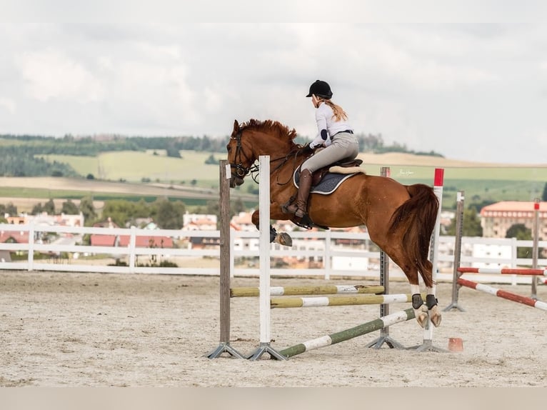 Belgijski koń gorącokrwisty Wałach 11 lat 169 cm Ciemnokasztanowata in Brno