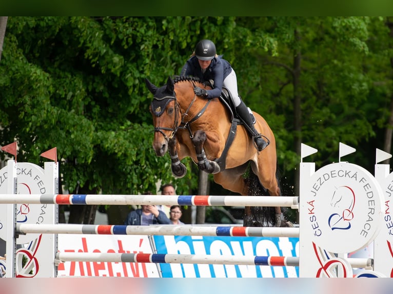 Belgijski koń gorącokrwisty Wałach 11 lat 170 cm Gniada in Ptyrov