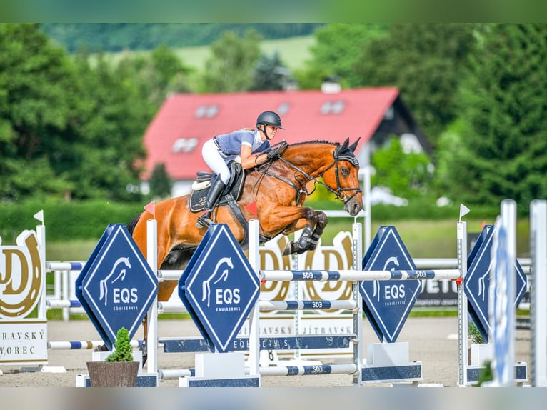 Belgijski koń gorącokrwisty Wałach 11 lat 170 cm Gniada in Ptyrov