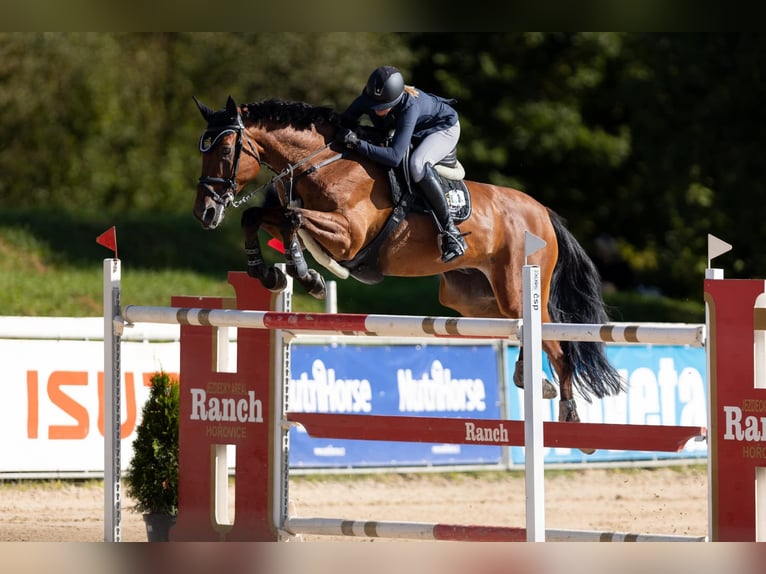 Belgijski koń gorącokrwisty Wałach 11 lat 170 cm Gniada in Ptyrov