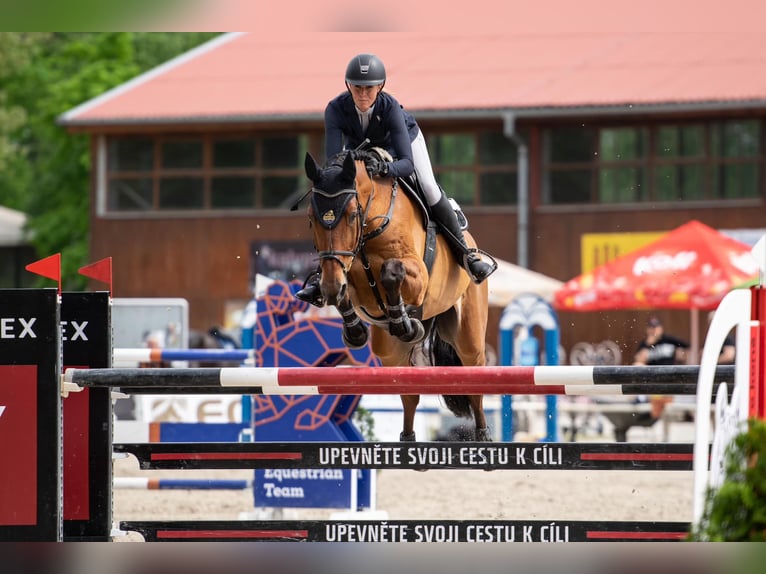 Belgijski koń gorącokrwisty Wałach 11 lat 170 cm Gniada in Ptyrov