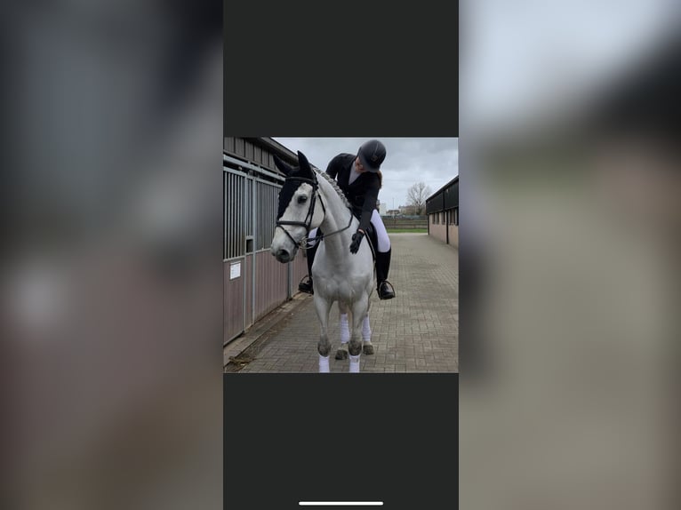Belgijski koń gorącokrwisty Wałach 11 lat 170 cm in Molenbeersel