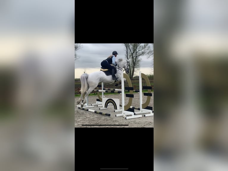 Belgijski koń gorącokrwisty Wałach 11 lat 170 cm in Molenbeersel
