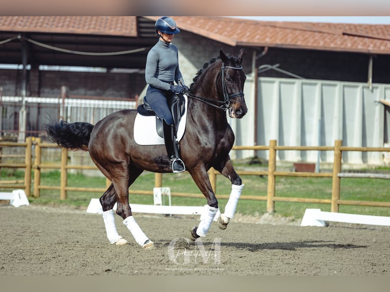 Belgijski koń gorącokrwisty Wałach 11 lat 173 cm Ciemnogniada in BERGAMO