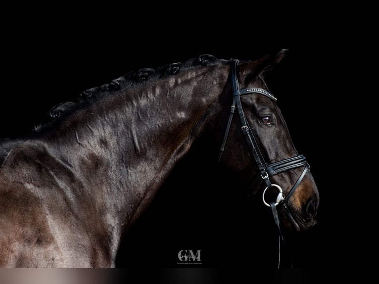 Belgijski koń gorącokrwisty Wałach 11 lat 173 cm Ciemnogniada in BERGAMO