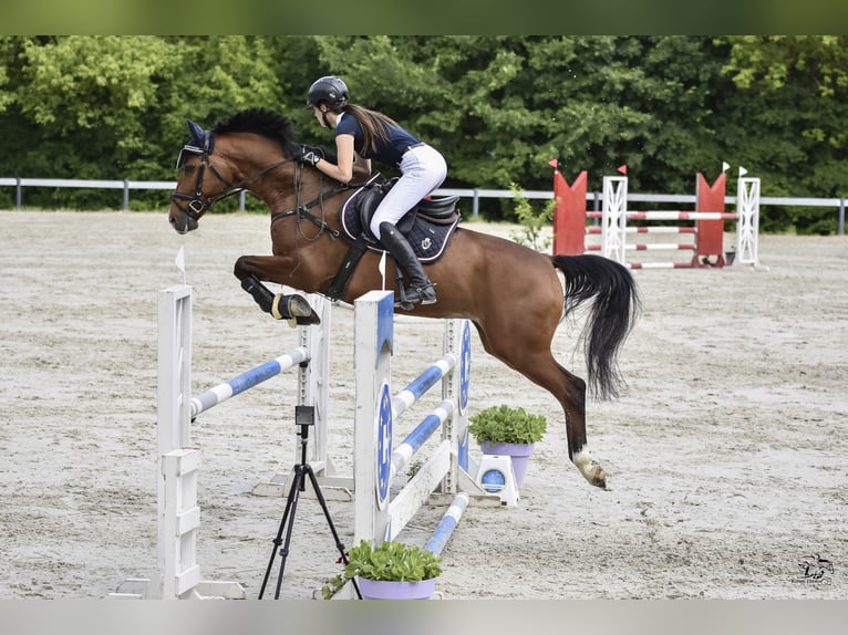 Belgijski koń gorącokrwisty Wałach 12 lat 168 cm Gniada in Budapest