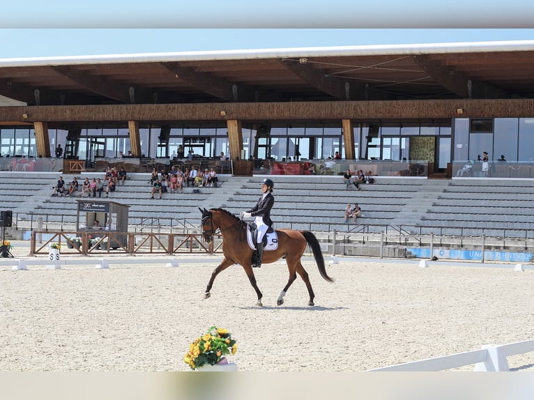 Belgijski koń gorącokrwisty Wałach 12 lat 168 cm Gniada in Budapest