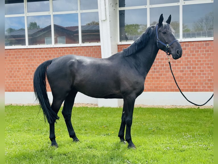 Belgijski koń gorącokrwisty Wałach 12 lat 180 cm Skarogniada in Zülpich