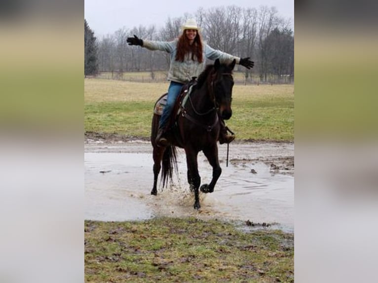 Belgijski koń gorącokrwisty Wałach 12 lat Gniada in Howell